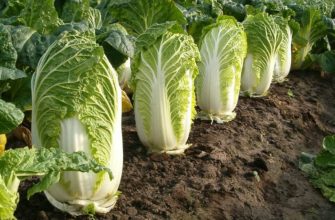 Так выглядит пекинская капуста