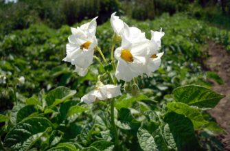 Цветущий картофель