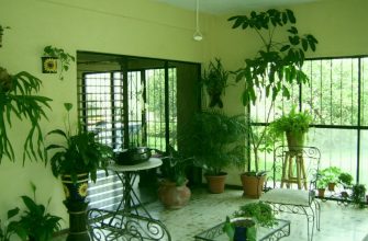 Растения для темных помещений