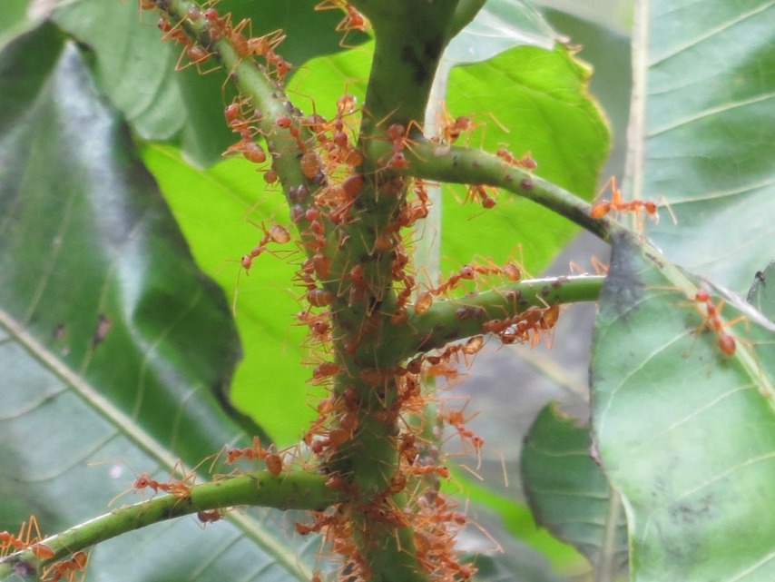 "Нападение" муравьев на растение