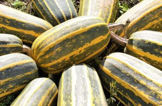 Кабачковая икра готовится из любых кабачков