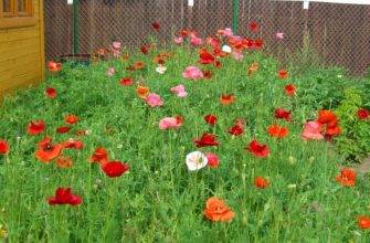 Маки около дома