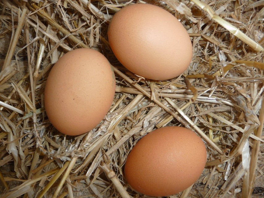 Получение домашних яиц 