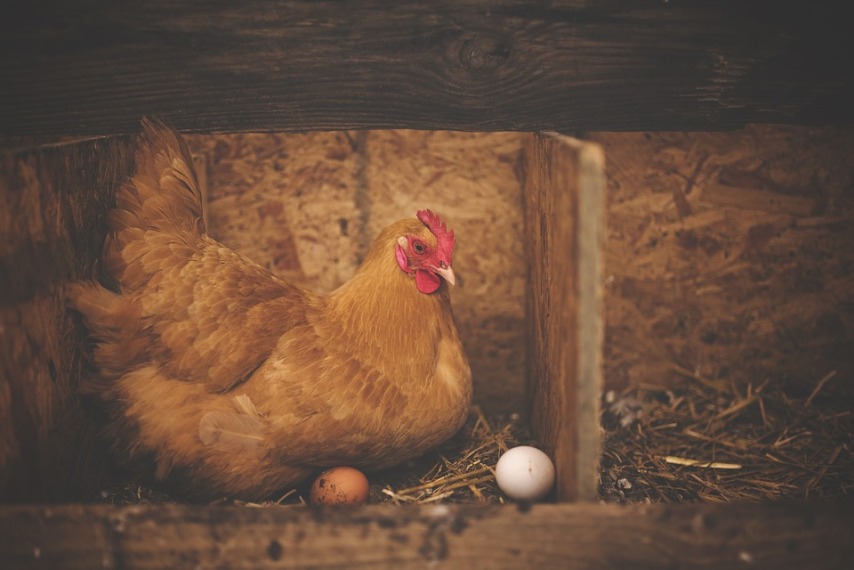 Грамотное содержание кур позволит всегда иметь домашние яйца