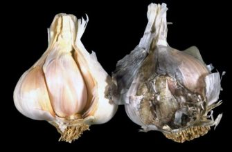 Как проявляется гниль чеснока