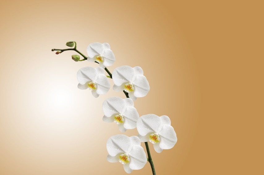 Правильный уходи и содержание орхидей