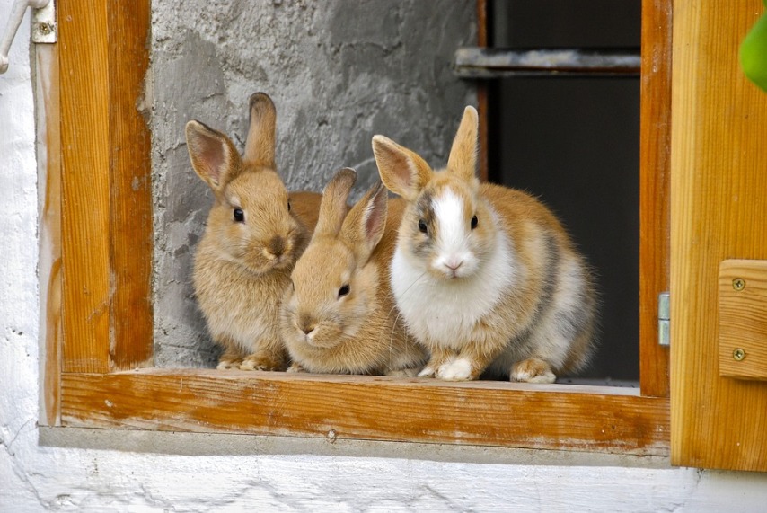 Основные требования к клетке для кроликов