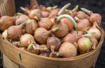 Особенности осенней посадки лука