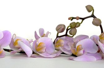 Причины, по которым могут не цвести орхидеи