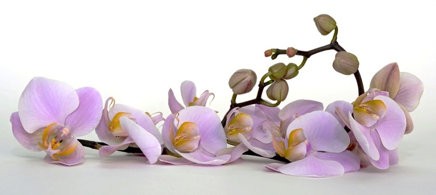 Причины, по которым могут не цвести орхидеи
