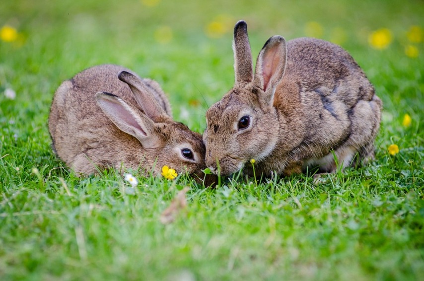 Критерии выбора породы кролика