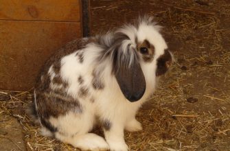 Разведение кроликов: питание, содержание, уход