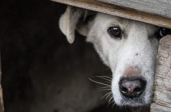Что такое "правильная" собачья будка