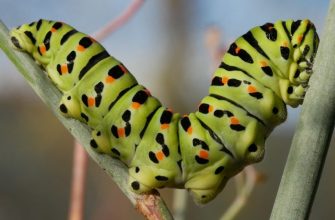 Как правильно уничтожить вредителей