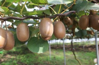 Особеннсоти выращивания киви на подоконнике