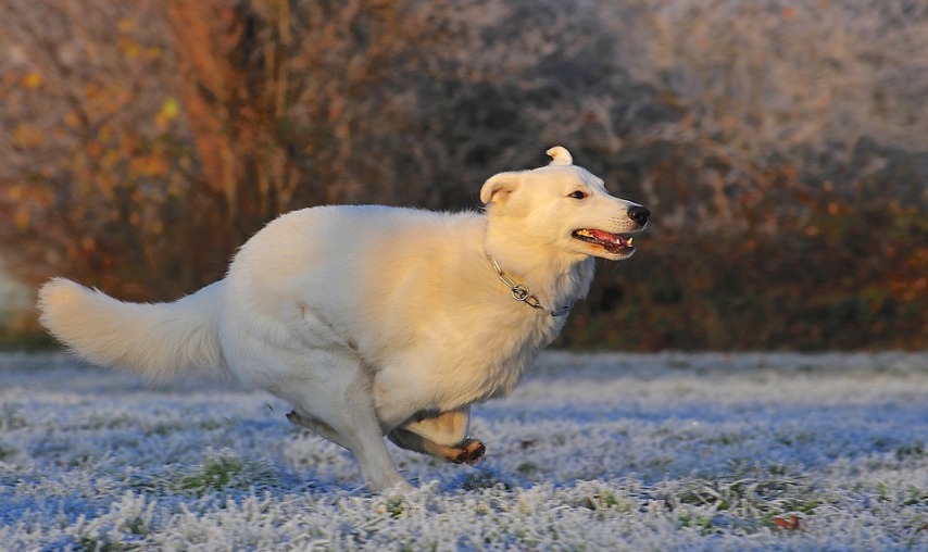 Как ухаживать за разными видами собак зимой