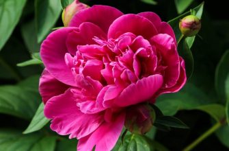 Что надо знать при уходе за пионами