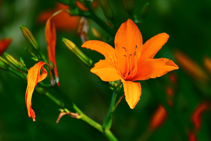 Оранжевые тигровые лилии