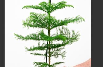 Разновидности хвойных деревьев, пригодных для выращивания дома