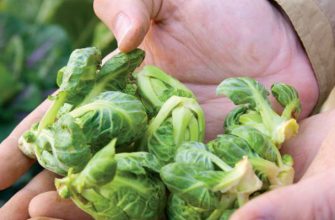 брюссельская капуста