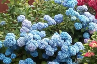 голубая гортензия