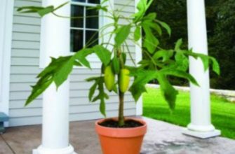 Плоды папайи