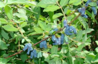 Жимолость, каприфоль