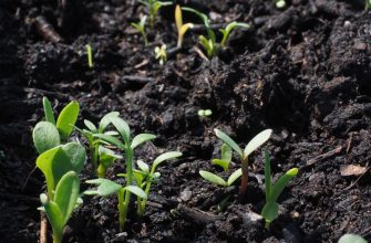 растения для начинающих