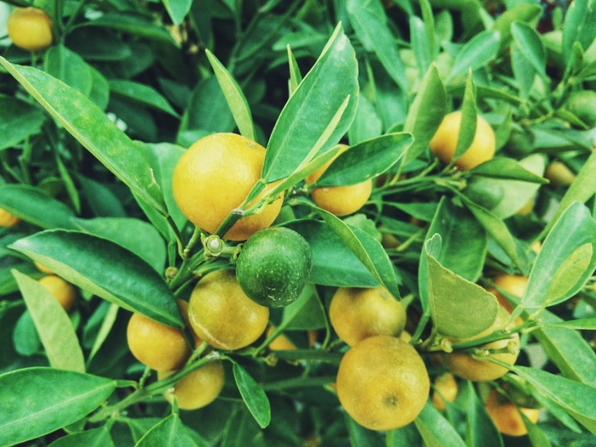 Что нужно для получения плодов лимона