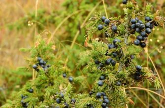 Красота можжевельника