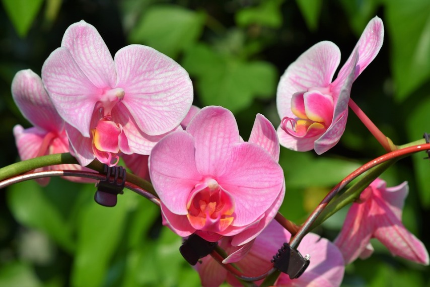 Что влияет на развитие и цветение орхидей