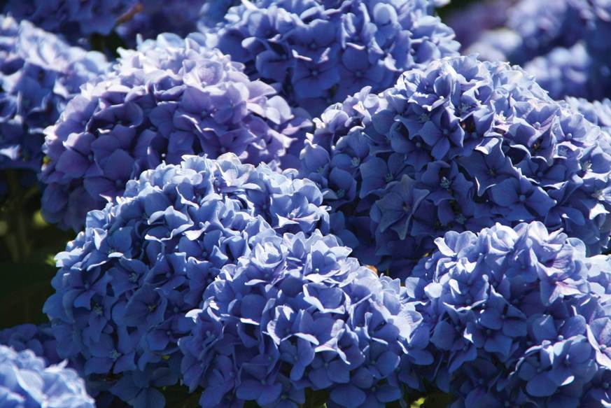 Гортензия с синими цветами