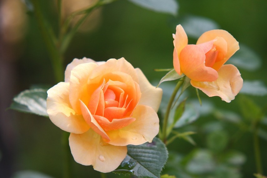 Выбираем вариант размножения плетистой розы