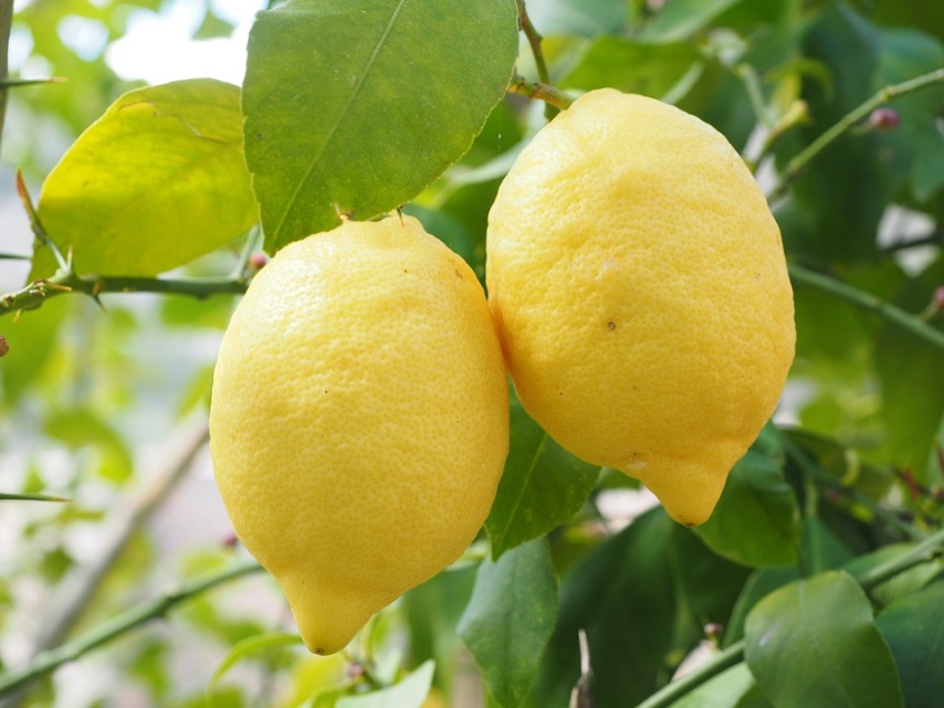 О чем следует помнить при выращивнии лимона