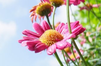 Как выращиваются маргаритки