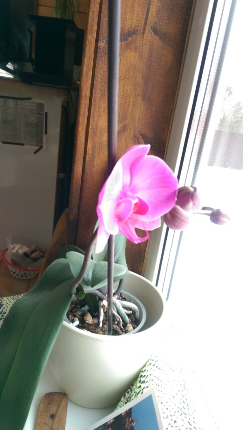 Моя первая зацветшая орхидея