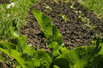 Как правильно создать первую грядку начинающему садоводу