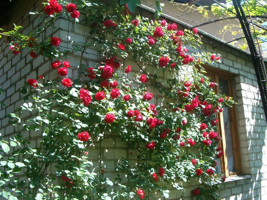 Плетистая роза - настоящее украшение любого сада