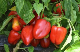 болгарский перец