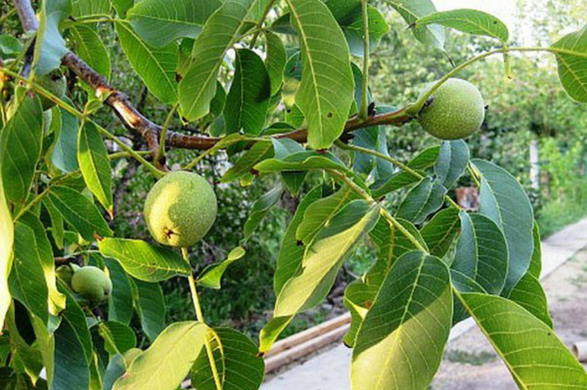 листья и плоды грецкого ореха