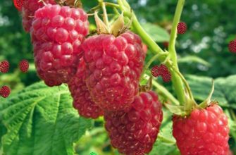 Малина Глен