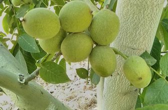 Грецкий орех