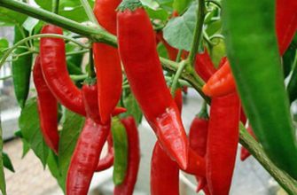 Острый перец