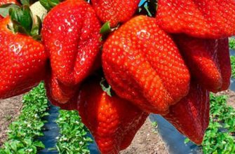 Земляника Азия