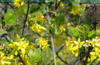 золотистая смородина
