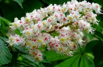 цветущий каштан