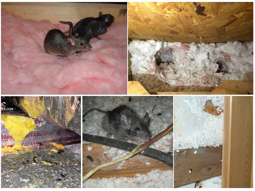 Мыши в доме: откуда взялись и как избавиться?