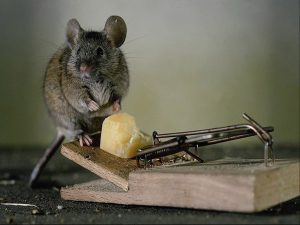 Мышь на мышеловке