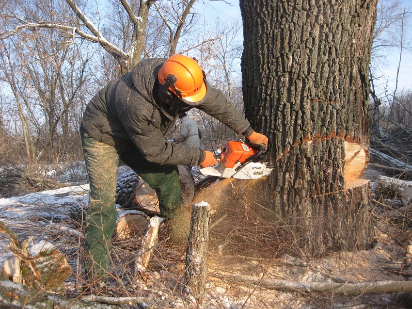 Мужчина пытается спилить дерево