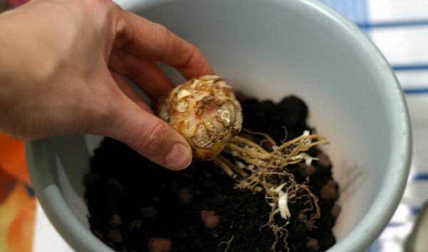 Хранение луковицы лилии